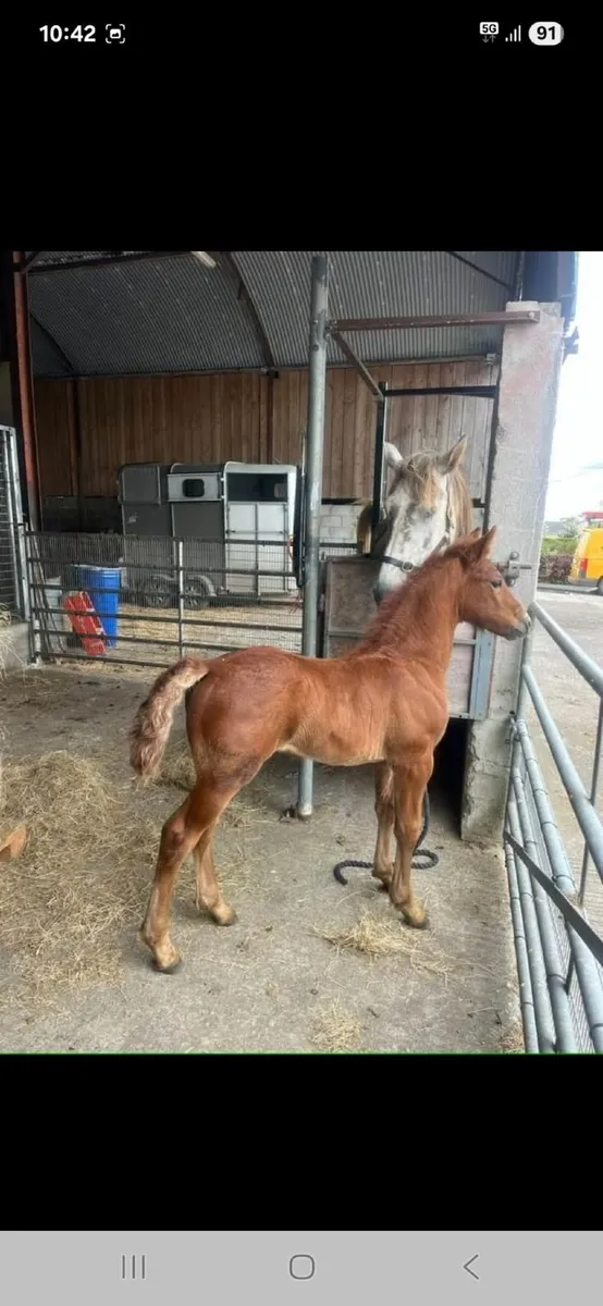 R.I.D Mare and Colt foal - Image 4