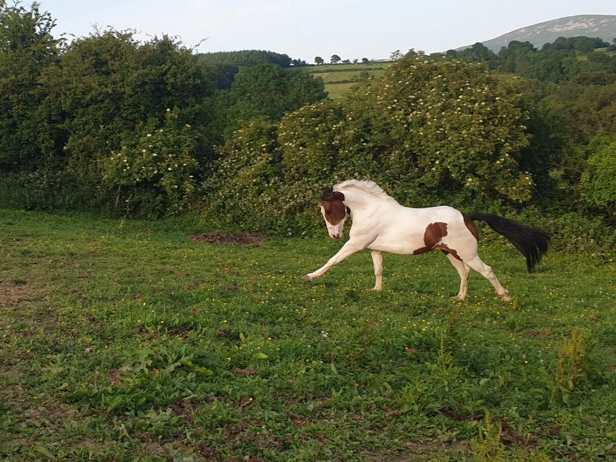 3 YO Filly - Image 2