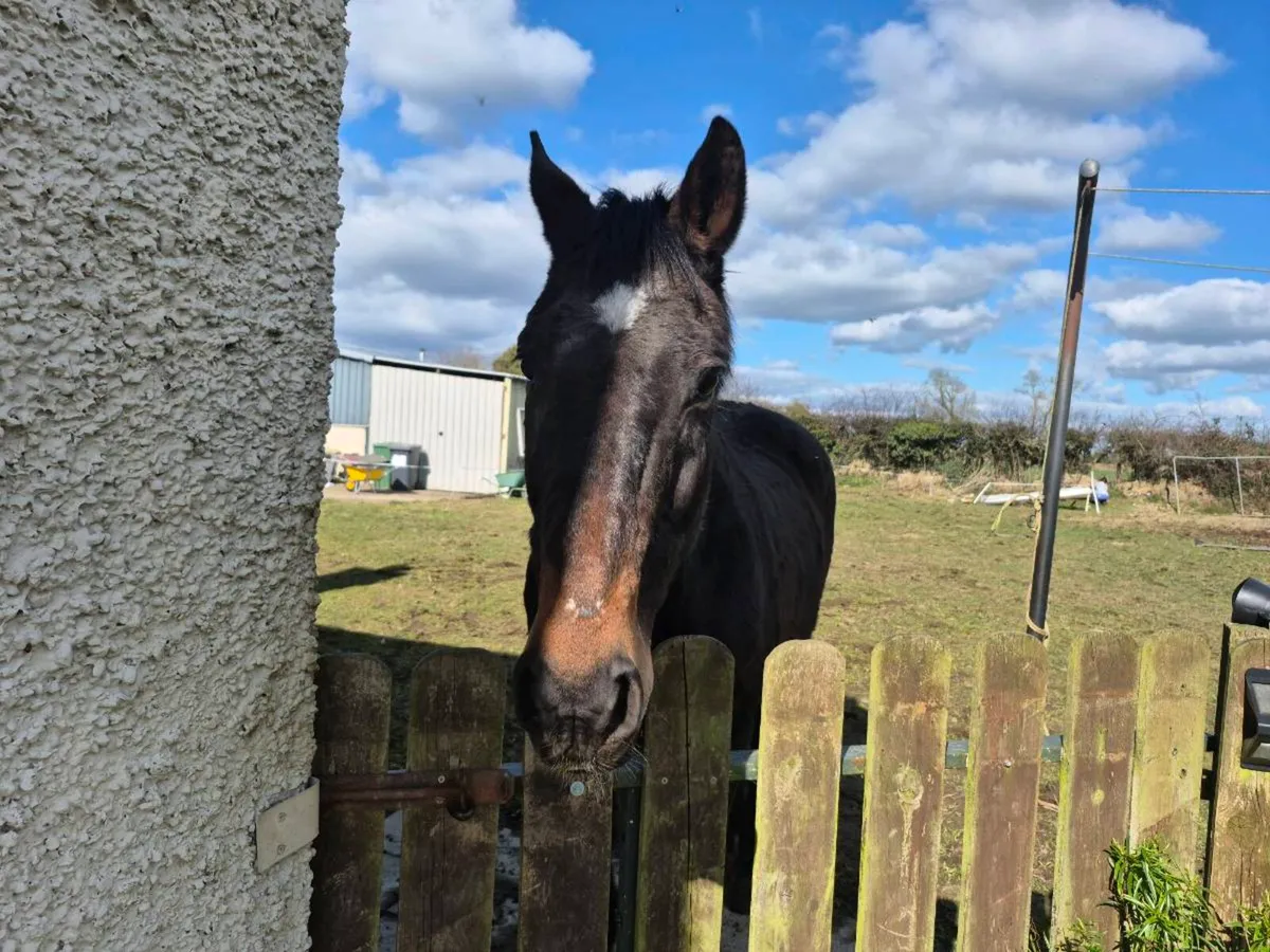 4yo tb - Image 2