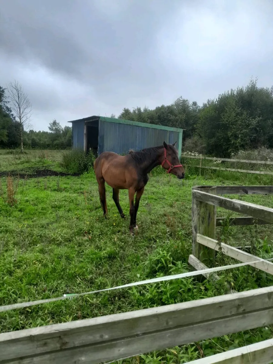 4yo tb - Image 3
