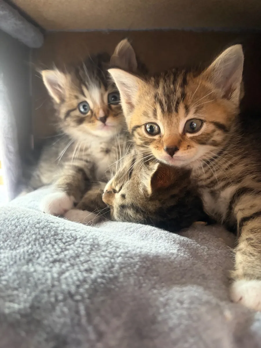 Ragdoll Bengal Cat - Image 3