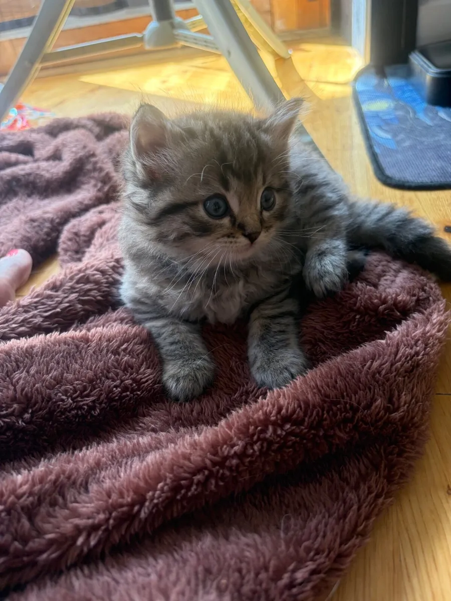Ragdoll Bengal Cat - Image 4