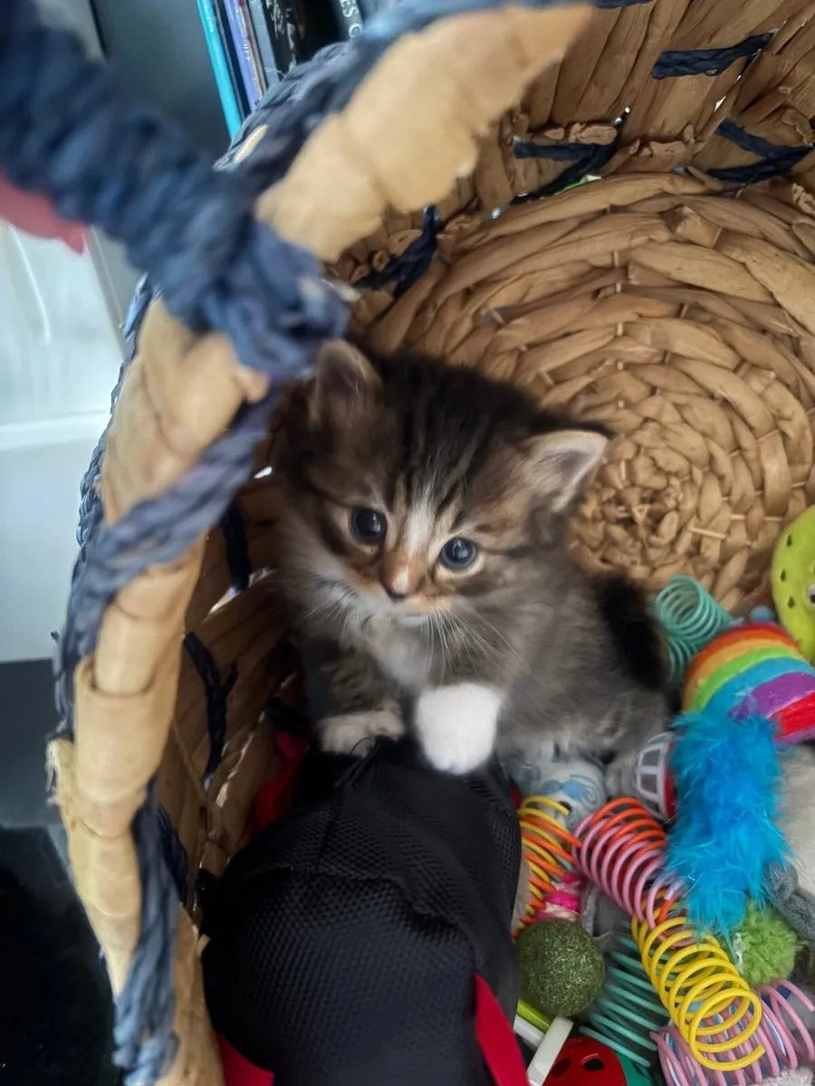 Ragdoll Bengal Cat - Image 1