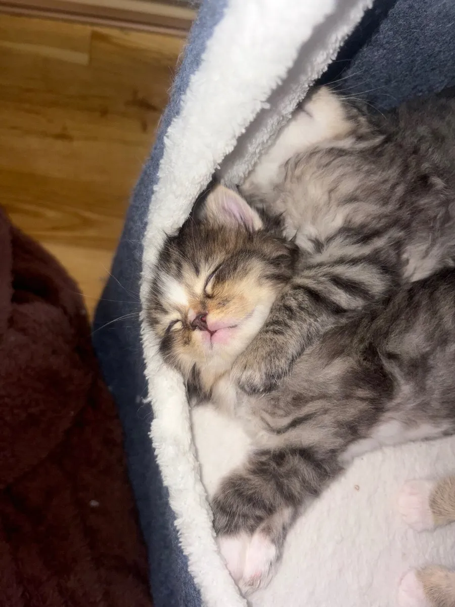Ragdoll Bengal Cat - Image 2