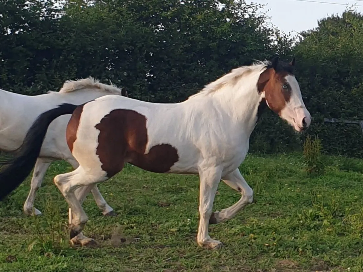 3 YO Filly - Image 3