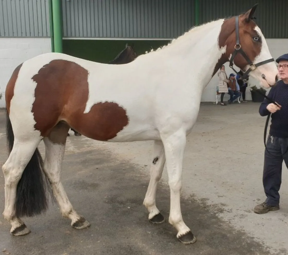 3 YO Filly - Image 4