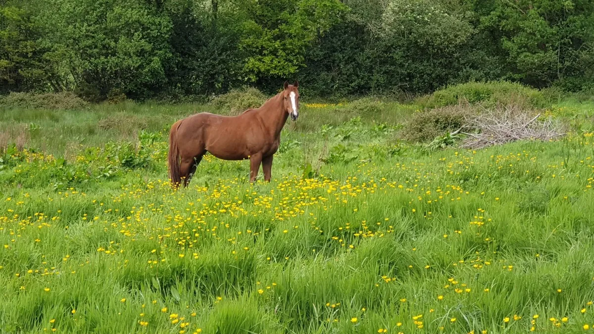 4 yo filly - Image 2