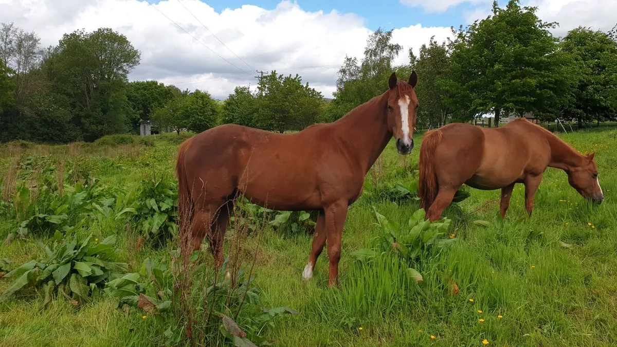 4 yo filly - Image 1