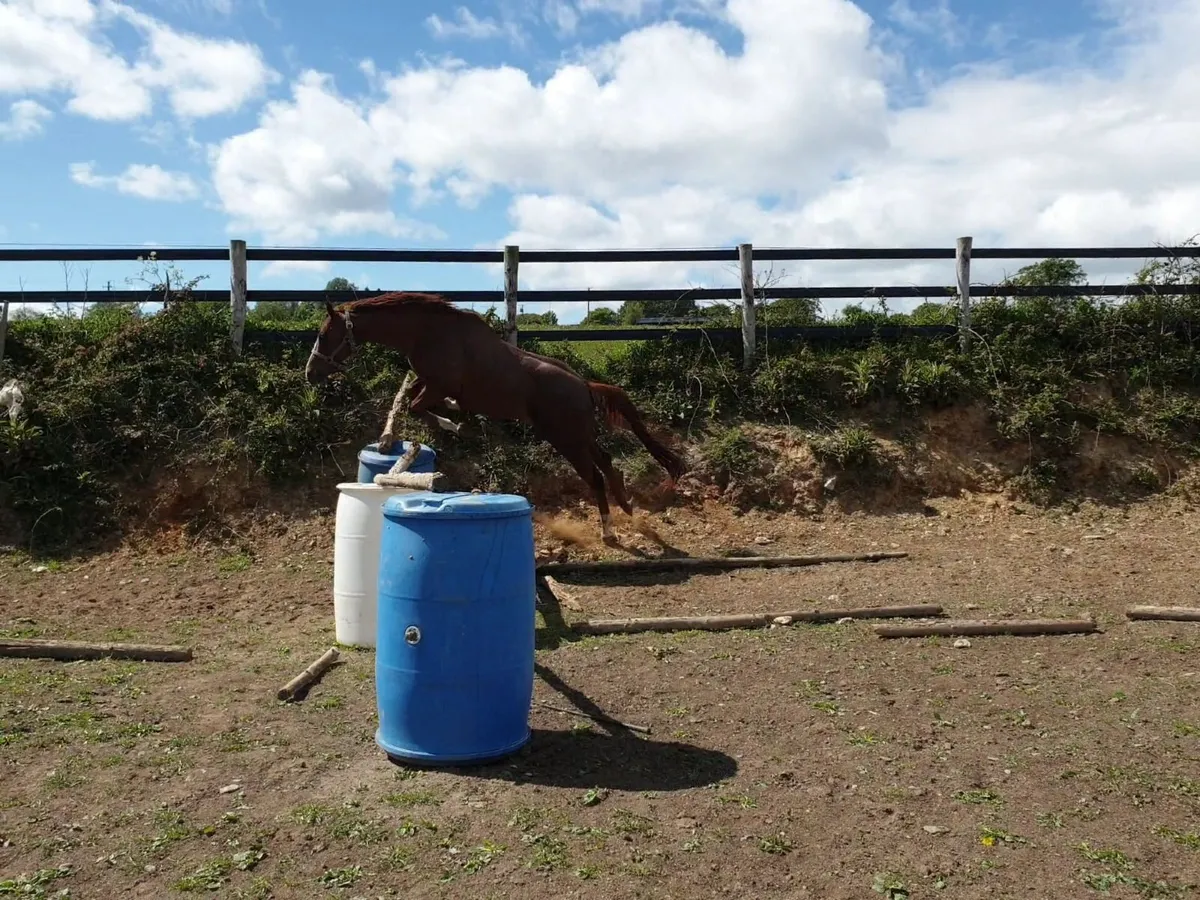 4 yo filly - Image 3