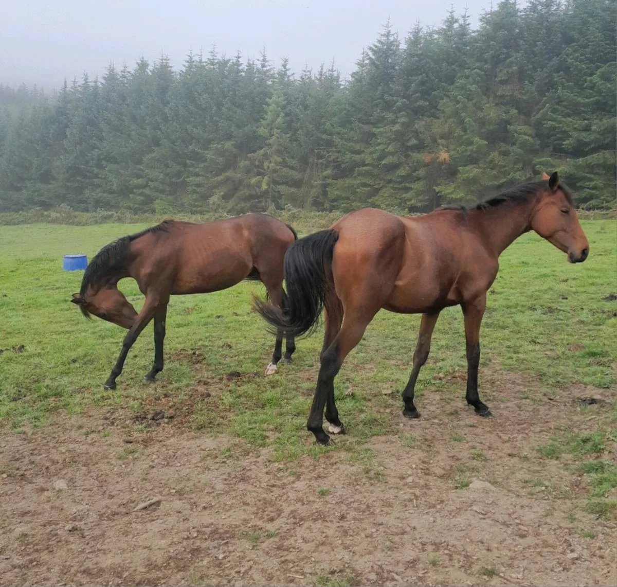 Two Thoroughbred 2year old colts for sale - Image 3