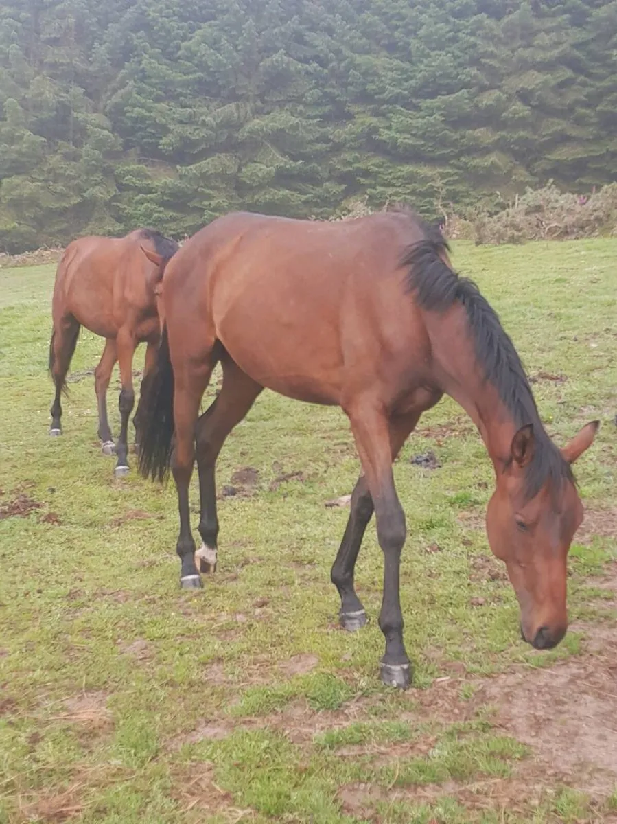 Two Thoroughbred 2year old colts for sale - Image 1