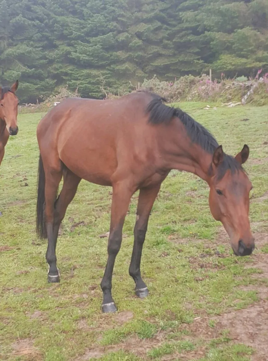 Two Thoroughbred 2year old colts for sale - Image 2