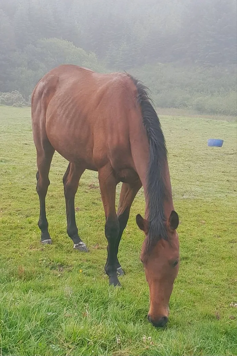 Two Thoroughbred 2year old colts for sale - Image 4