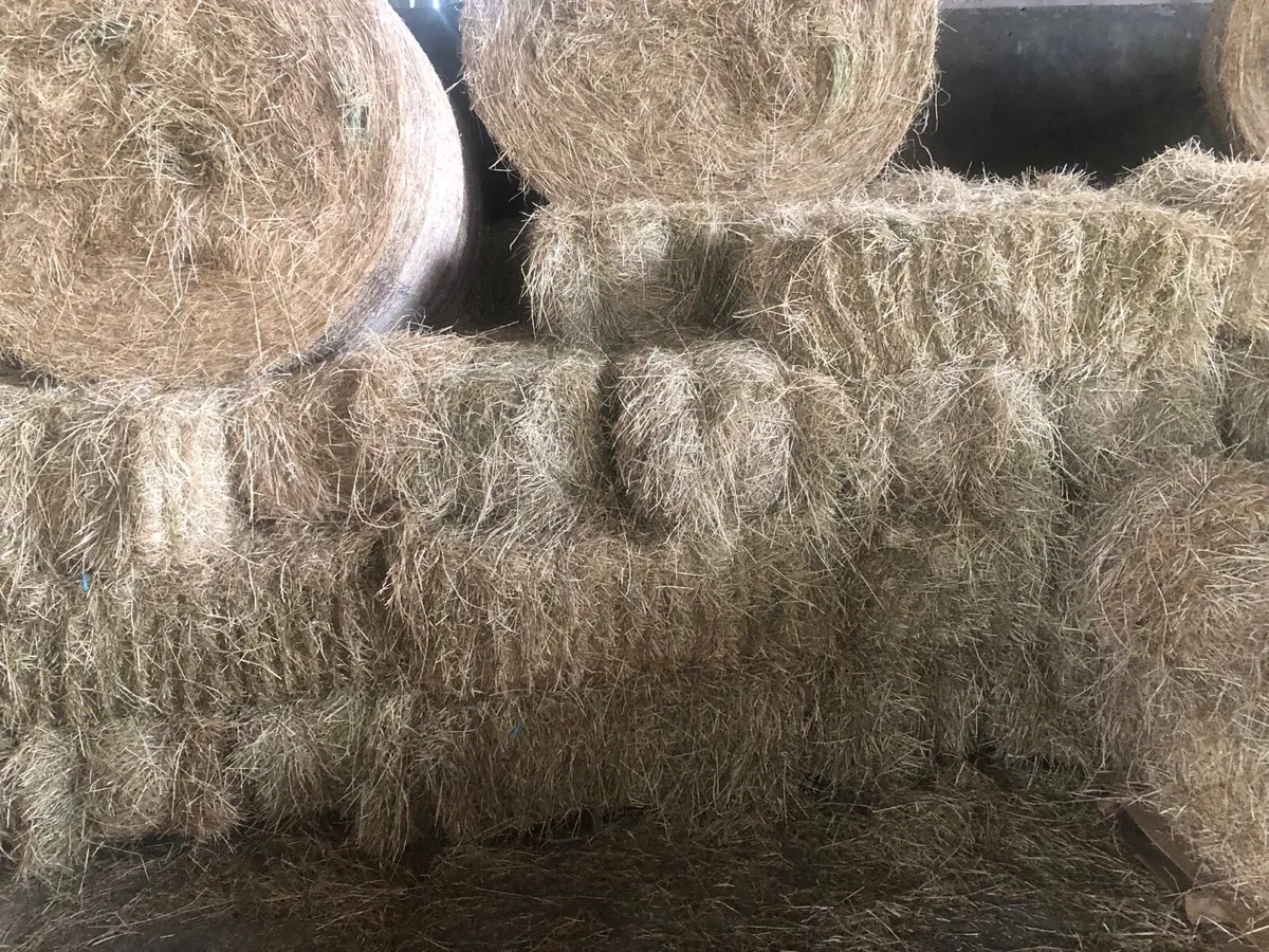 Small square baled hay for sale - Image 1