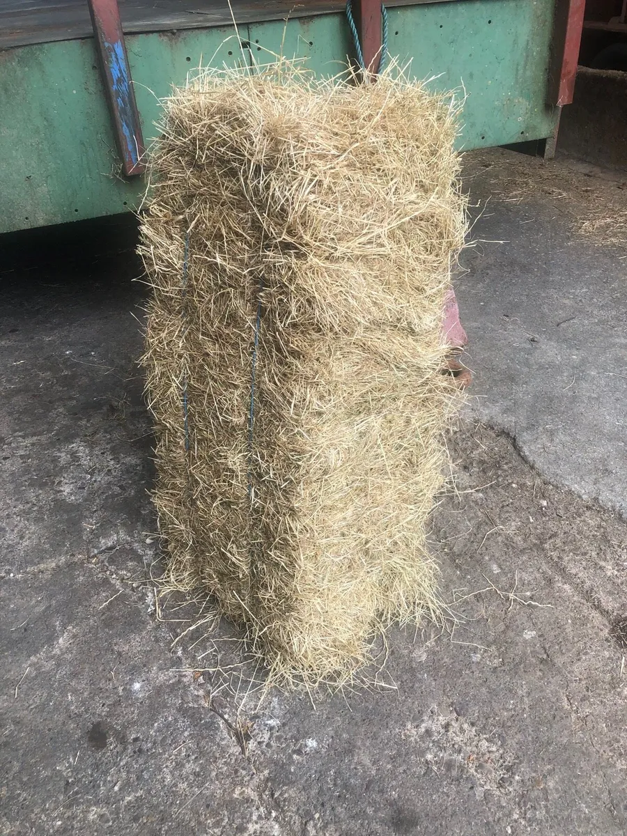 Small square baled hay for sale - Image 2
