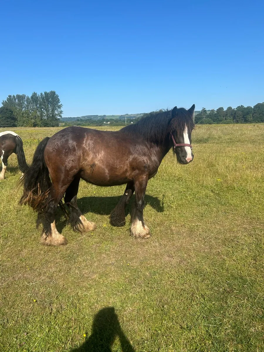 Selection of horses for sale - Image 1