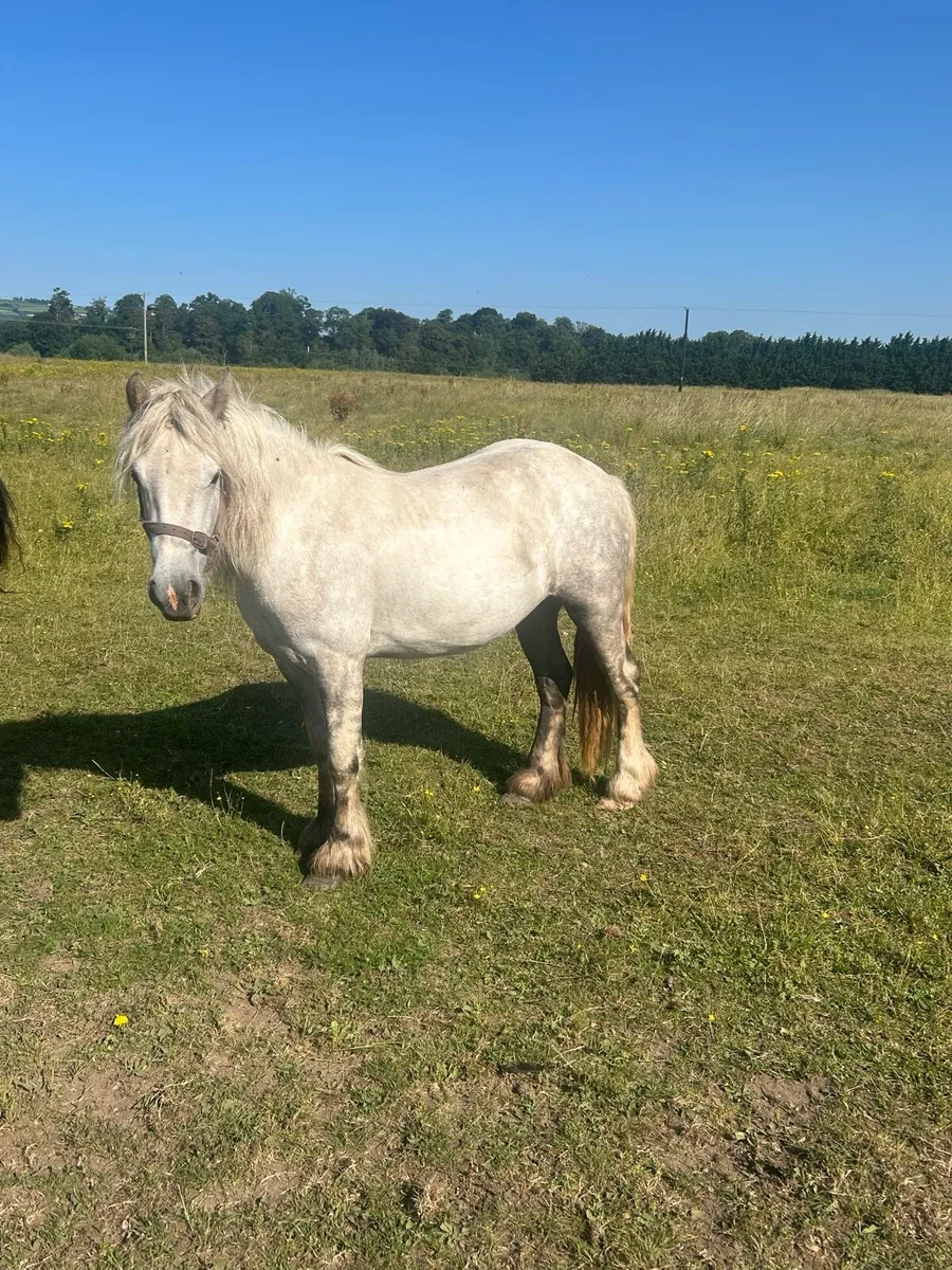 Selection of horses for sale - Image 2