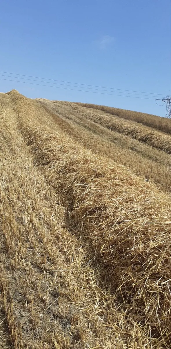 Barley straw - Image 2