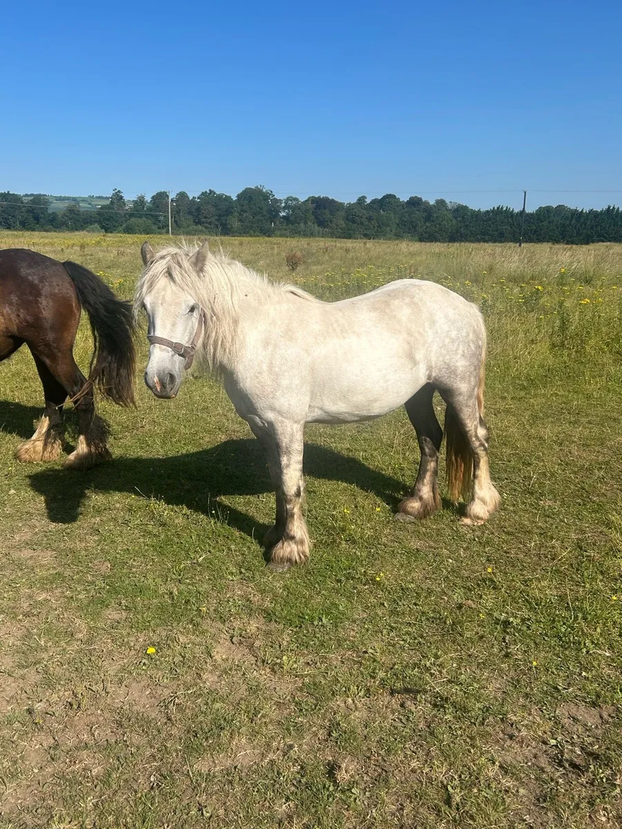Selection of horses for sale - Image 3