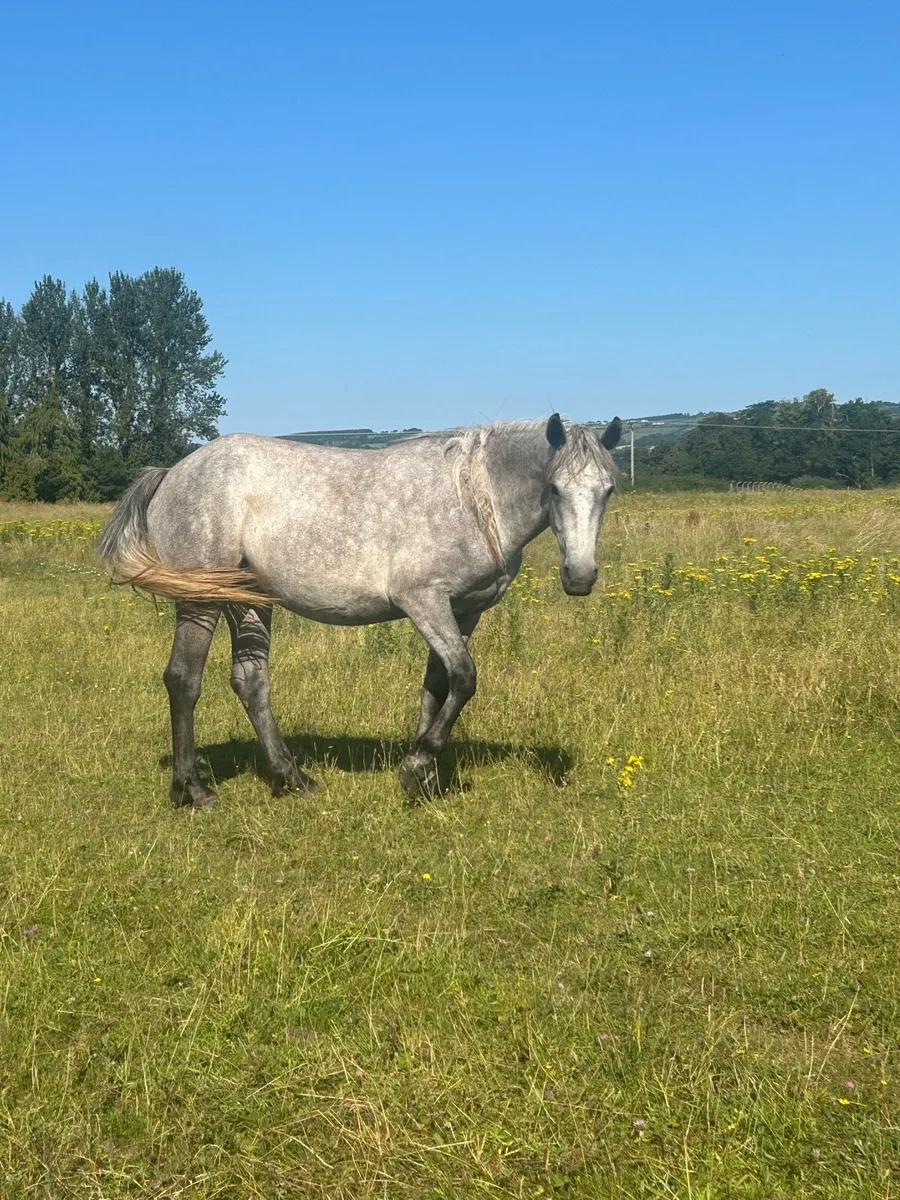 Selection of horses for sale - Image 2