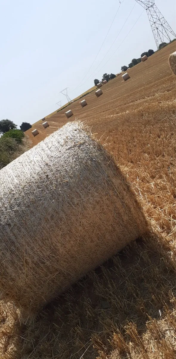 Barley straw - Image 1