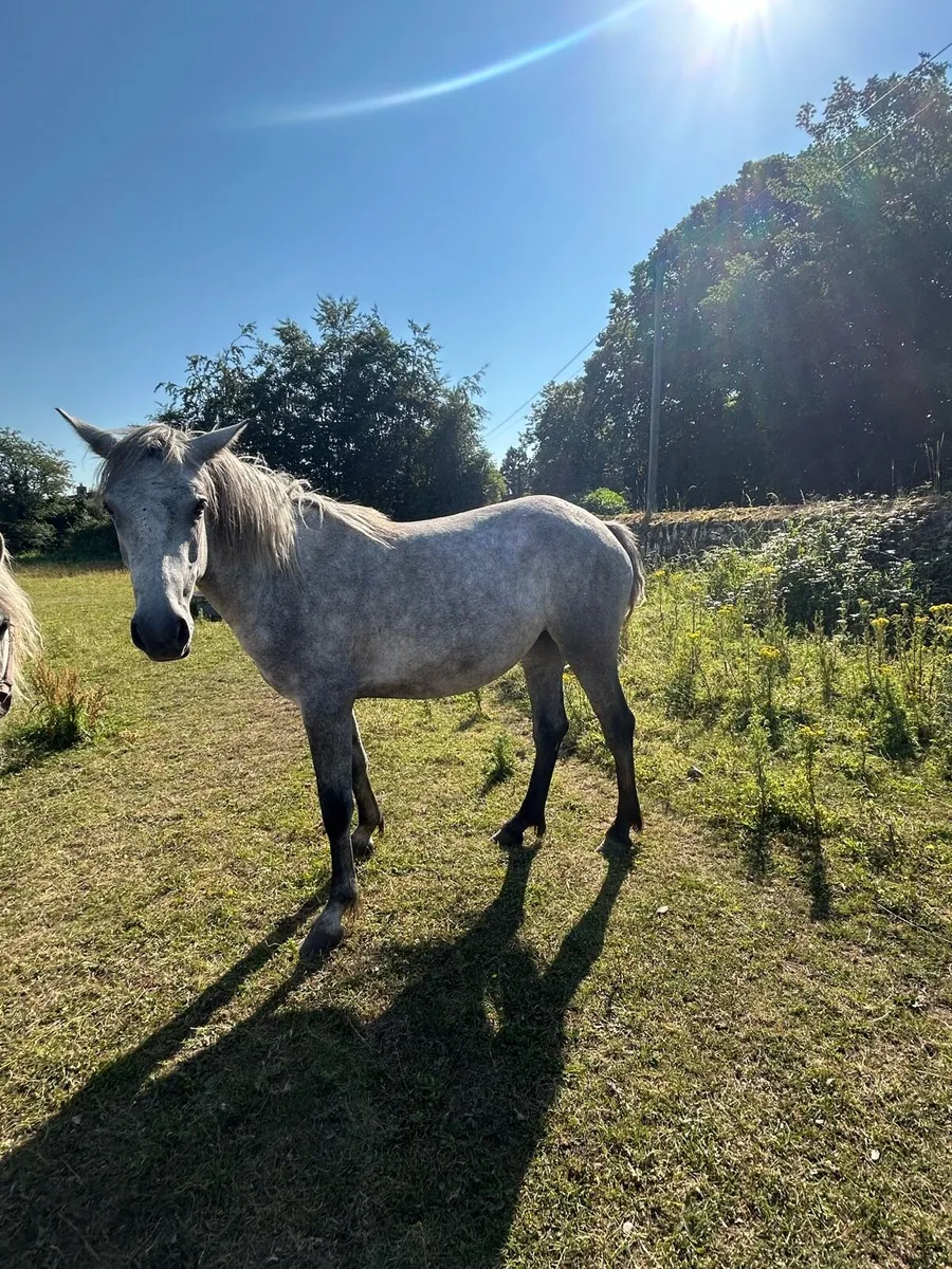 Selection of horses for sale - Image 4