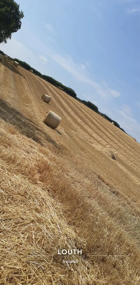 Barley straw - Image 3