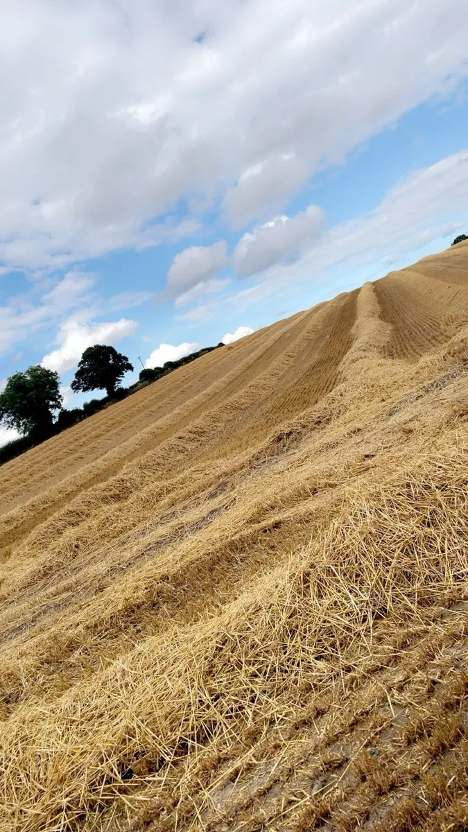 Barley straw - Image 4