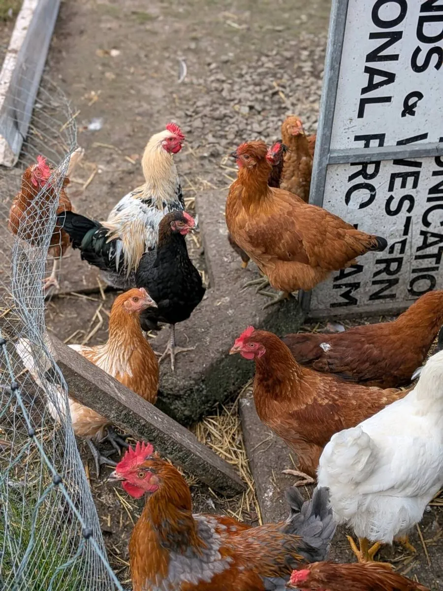 Hens - Image 1