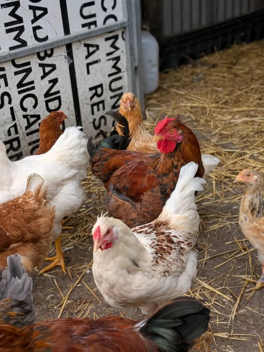 Hens - Image 2