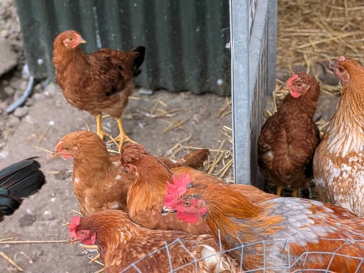 Hens - Image 3