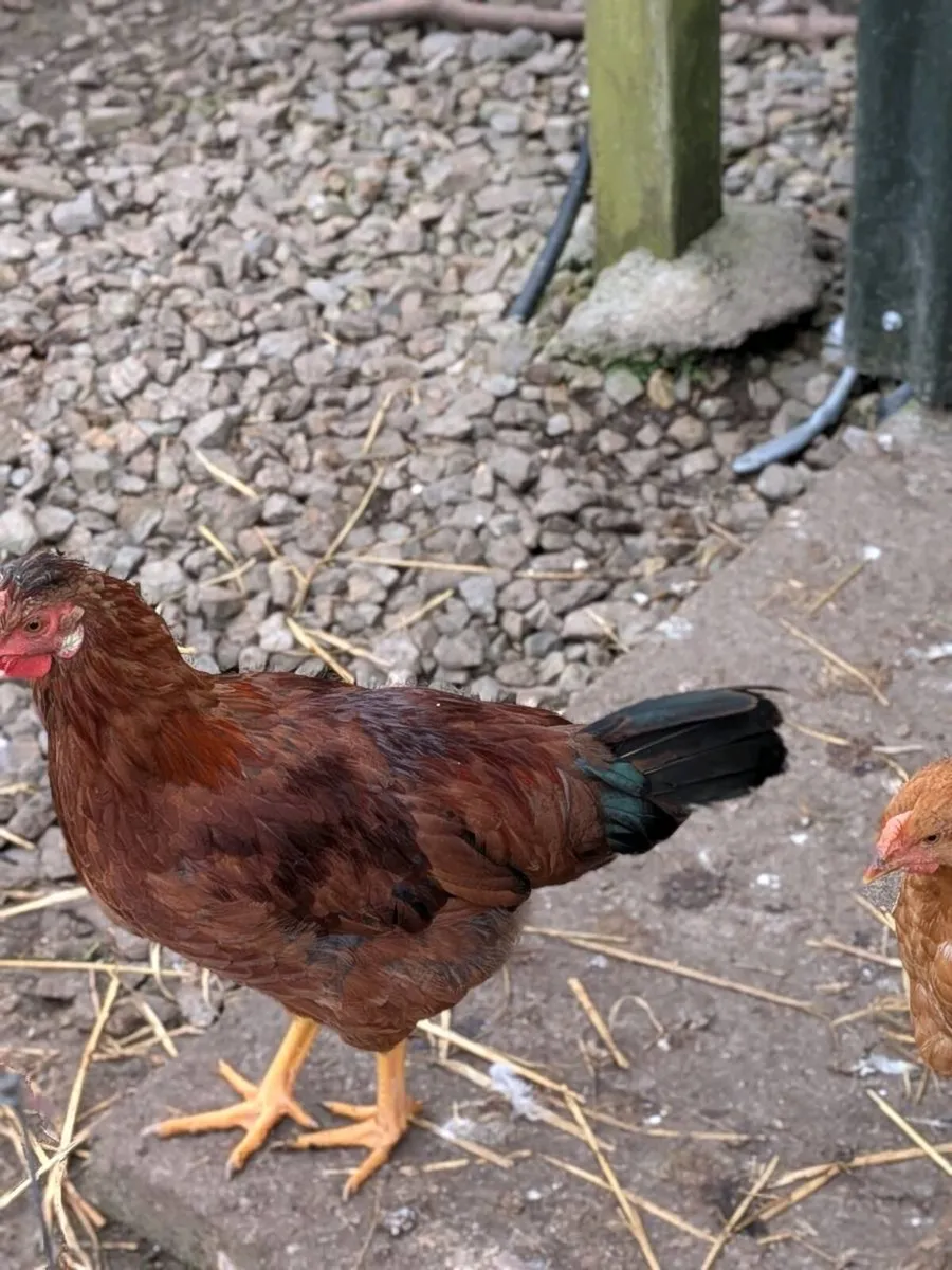 Hens - Image 4