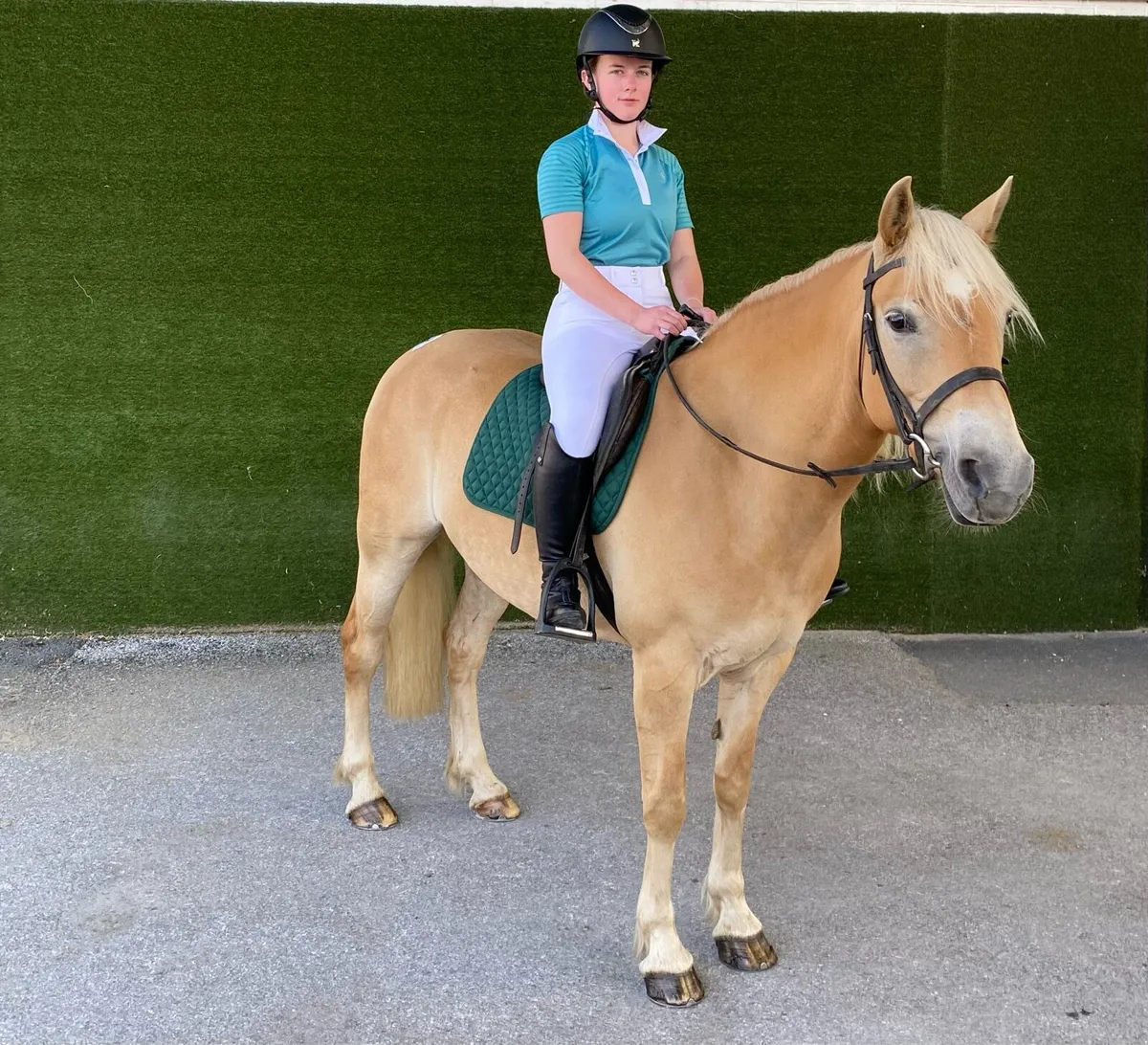 Palomino Irish Sports Pony Mare - Image 2