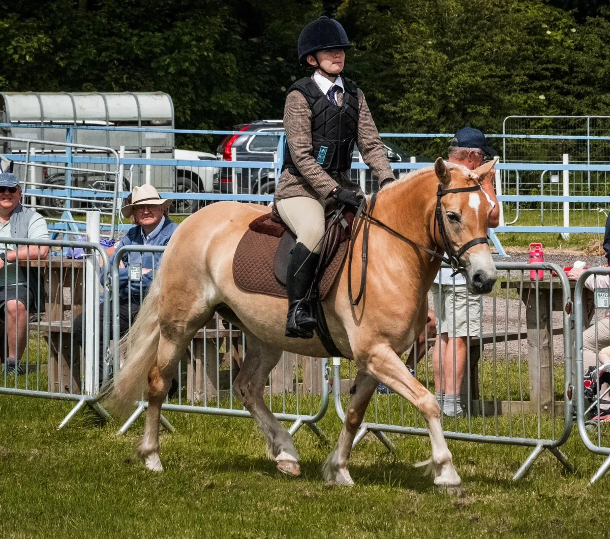 Palomino Irish Sports Pony Mare - Image 1