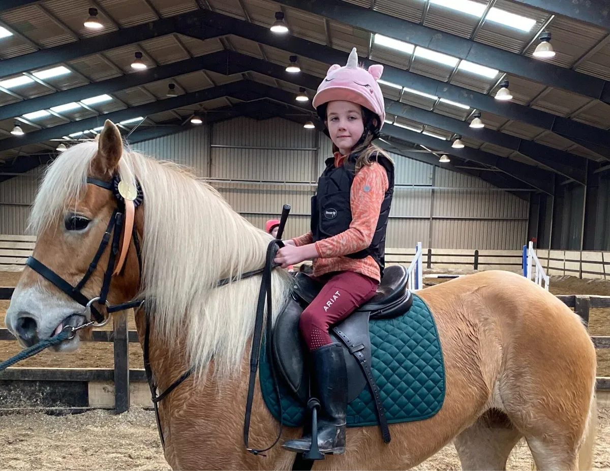 Palomino Irish Sports Pony Mare - Image 3