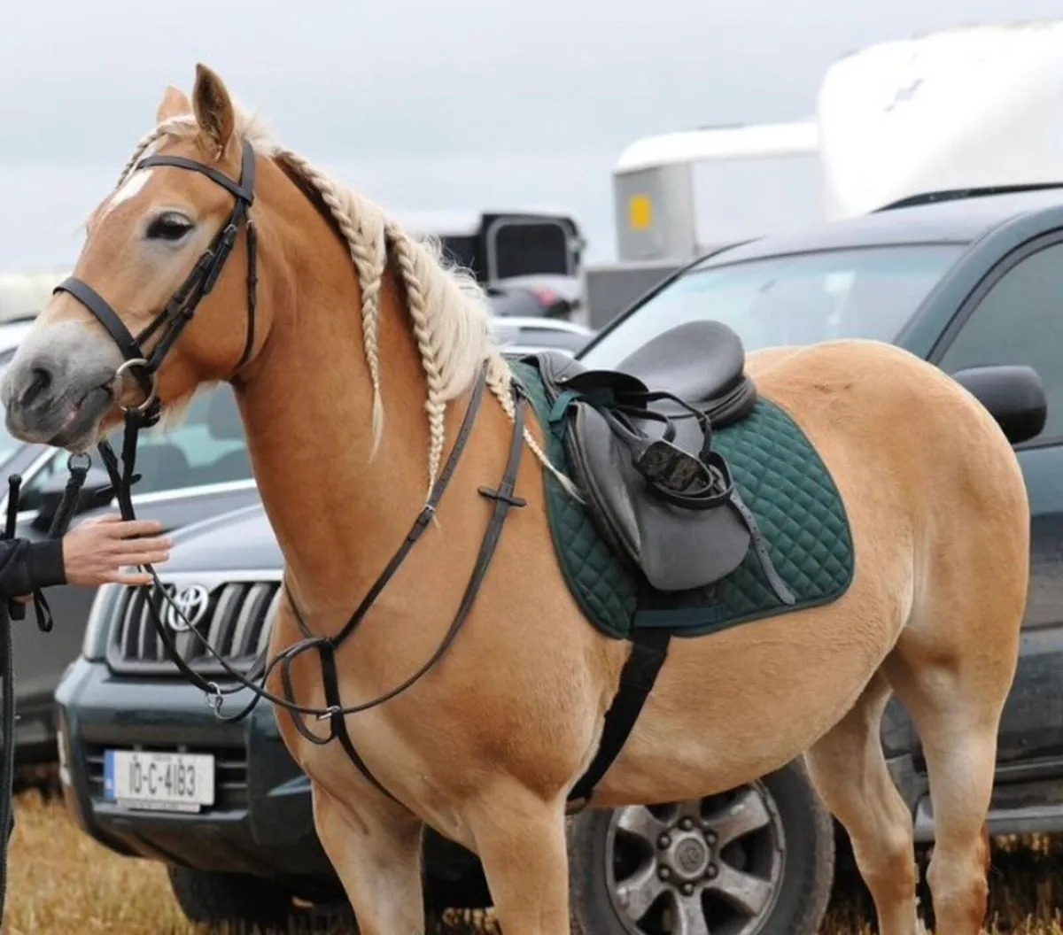 Palomino Irish Sports Pony Mare - Image 4