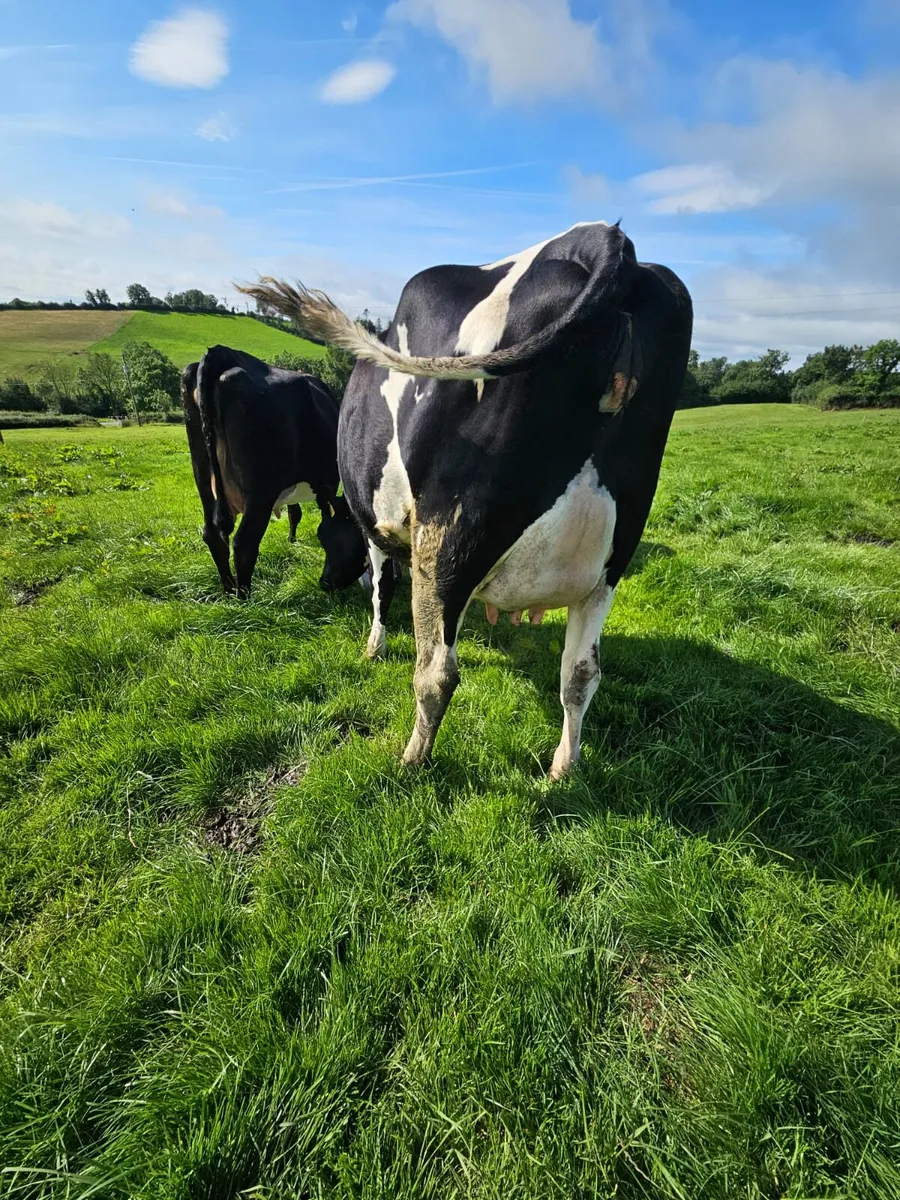 Freshly calved Heifers - Image 3