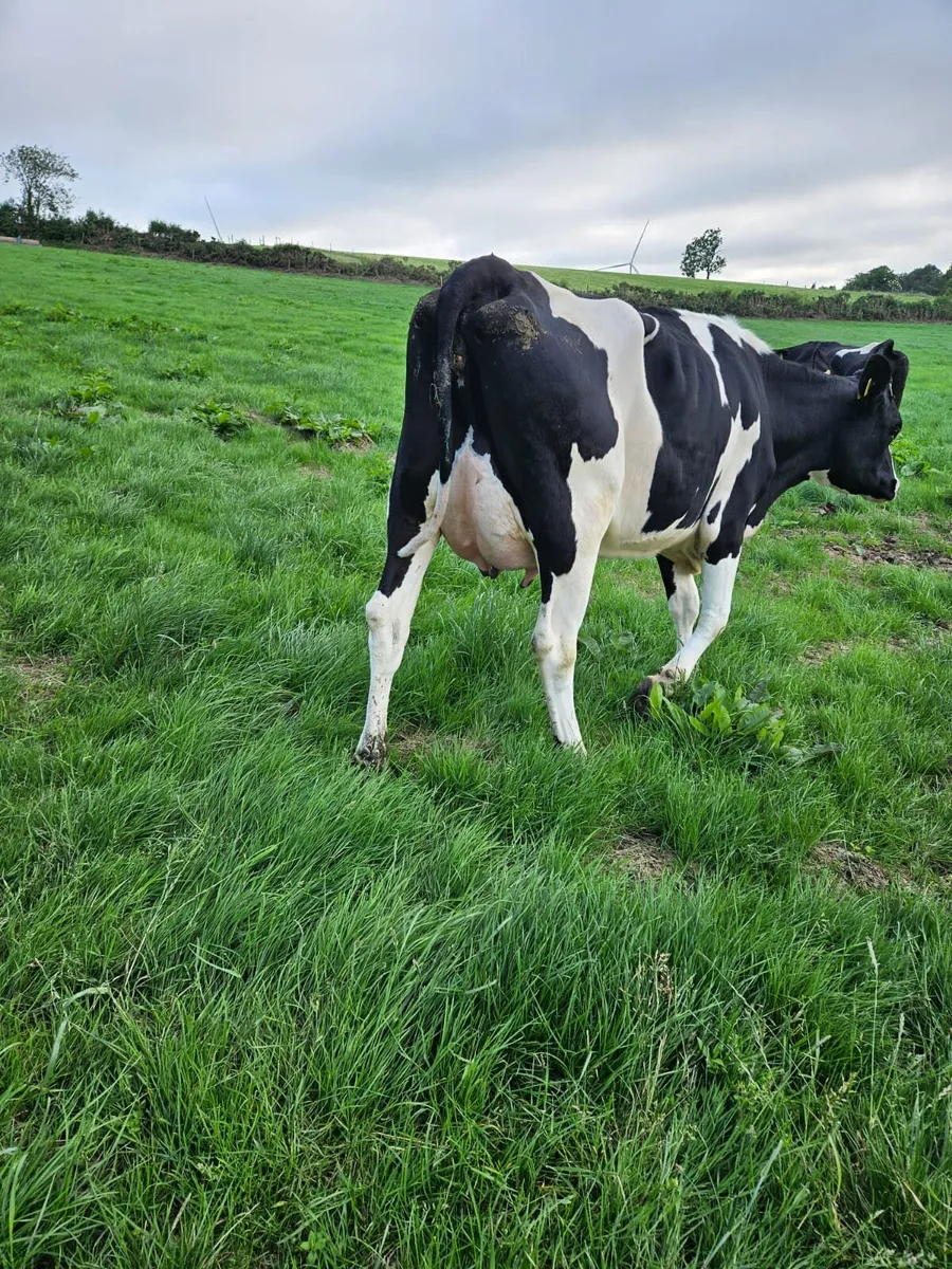 Freshly calved Heifers - Image 4