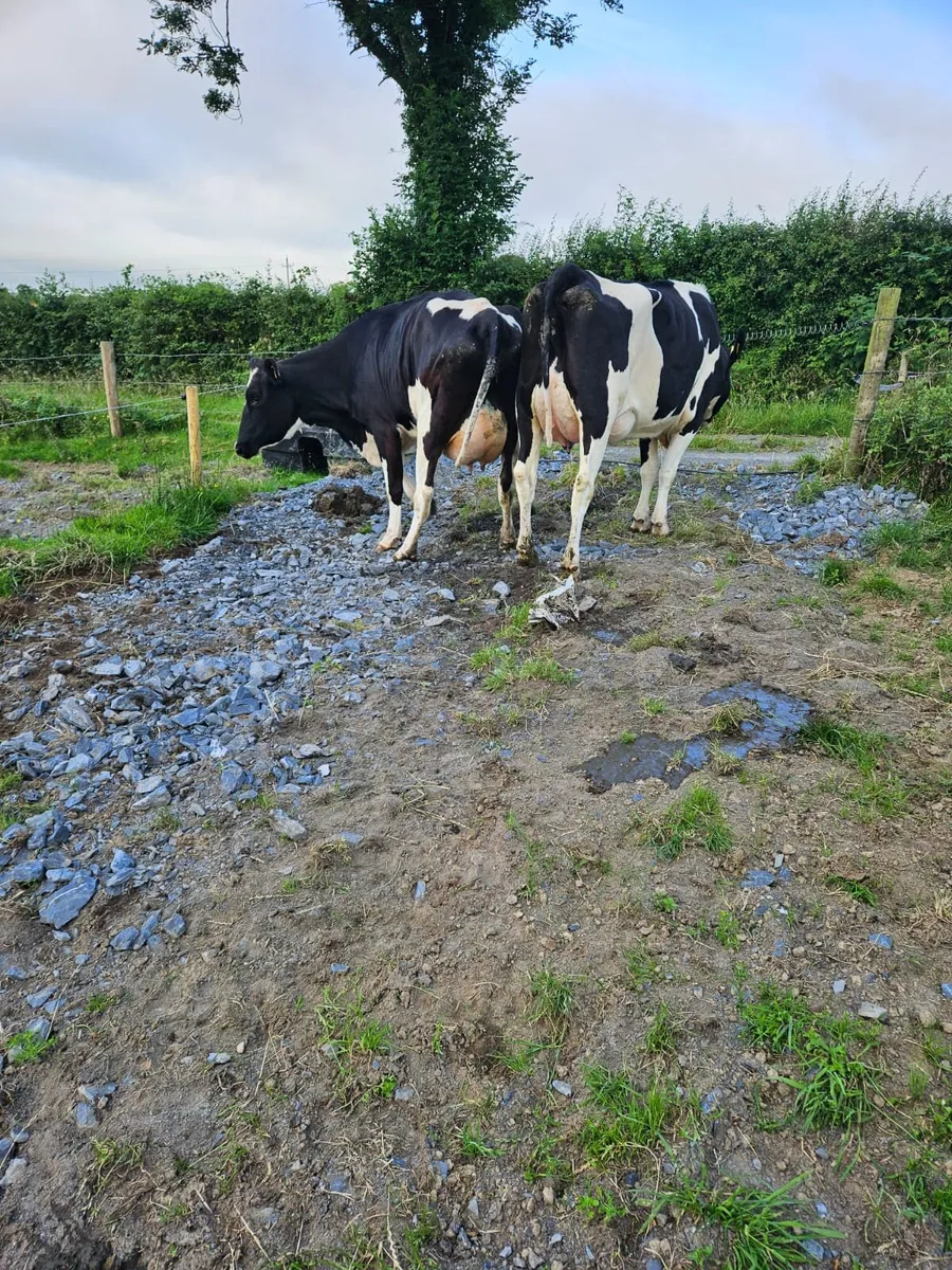 Freshly calved Heifers - Image 2