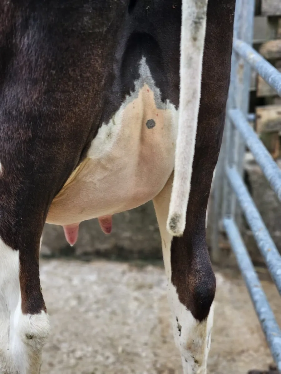 Freshly calved Heifers - Image 1