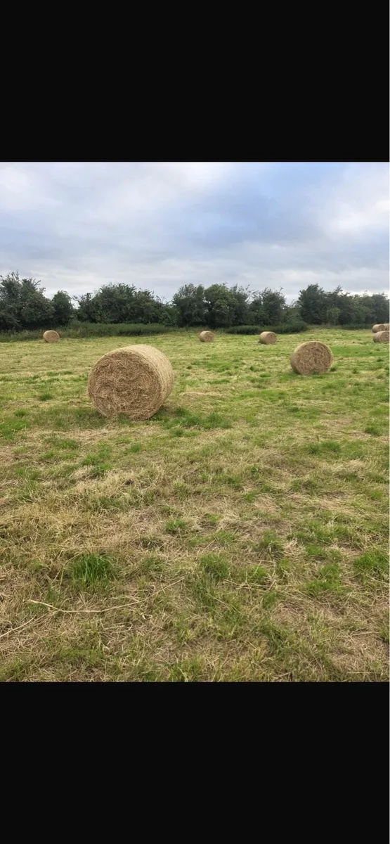 Hay