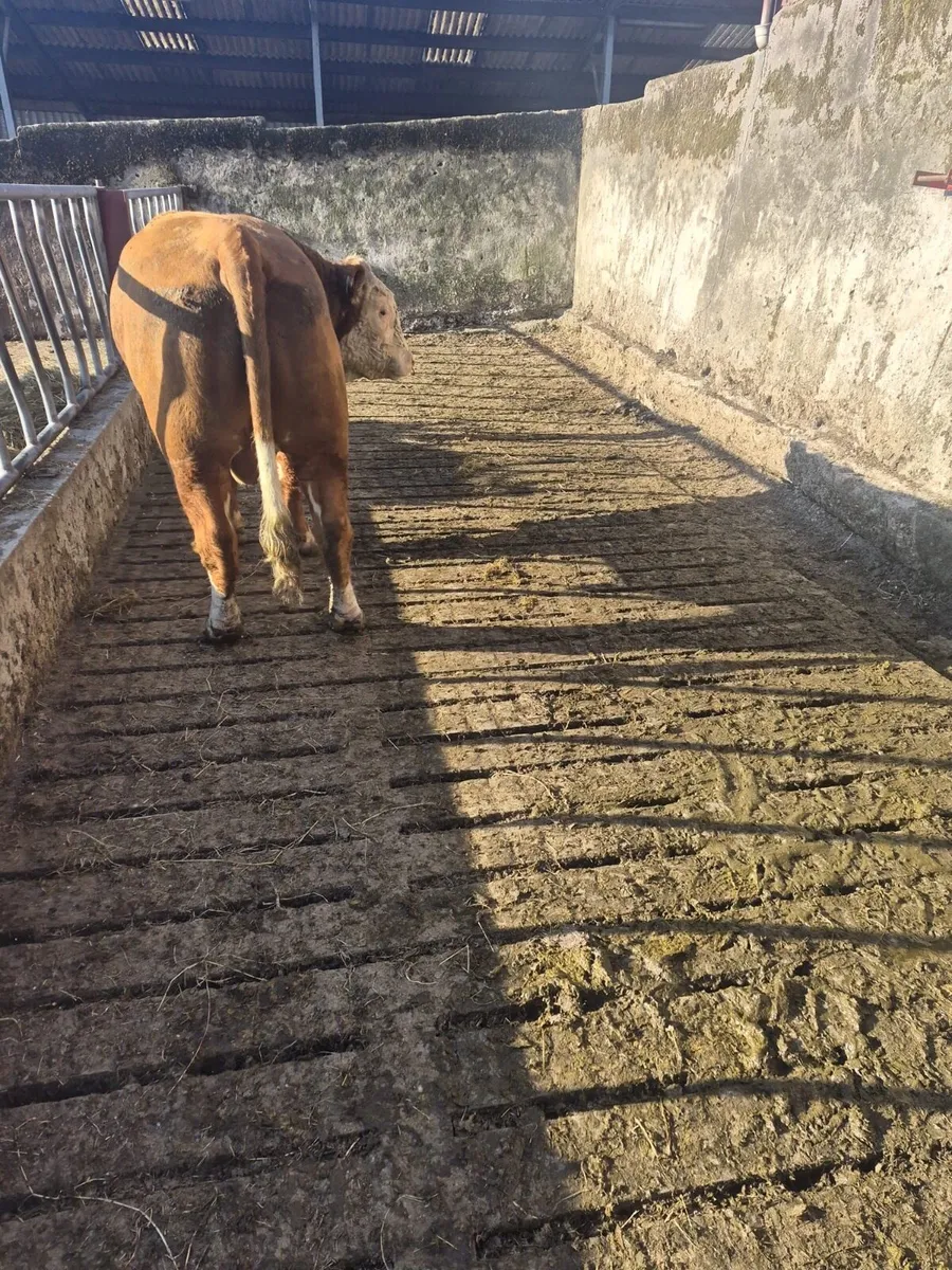 Hereford bull - Image 3