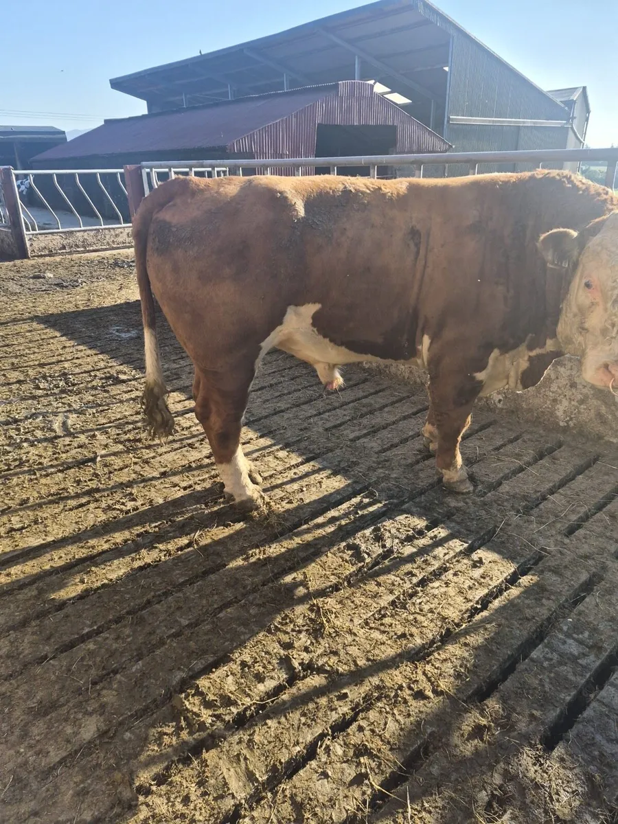 Hereford bull - Image 2