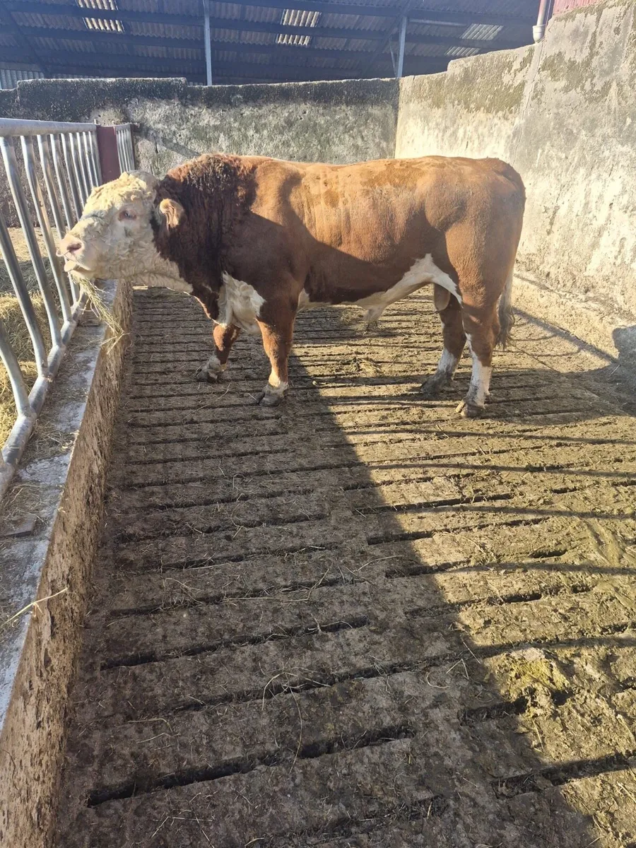 Hereford bull - Image 1
