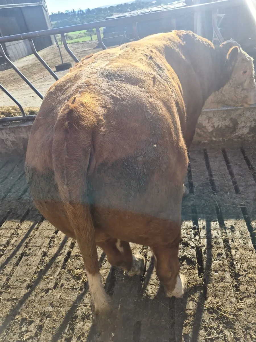 Hereford bull - Image 4