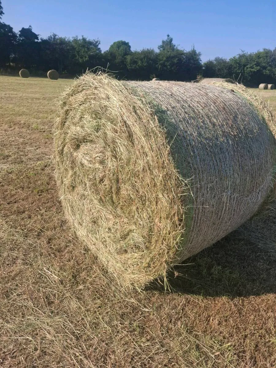 Hay - Image 2