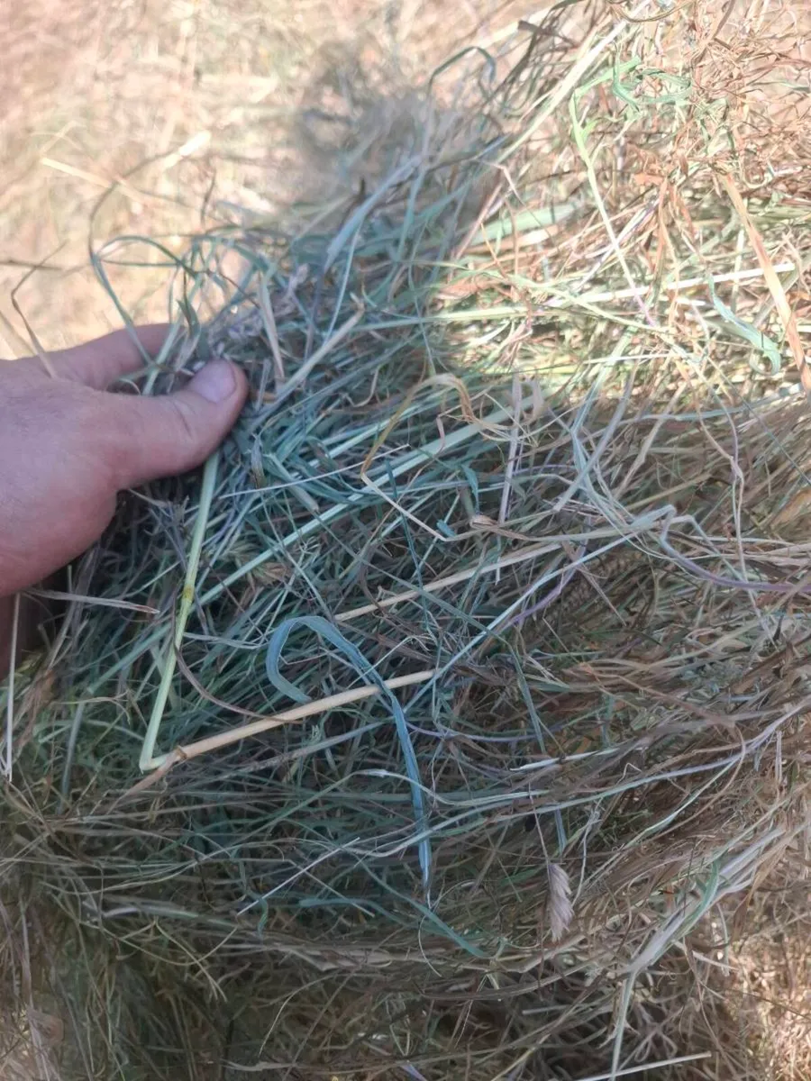 Hay - Image 3
