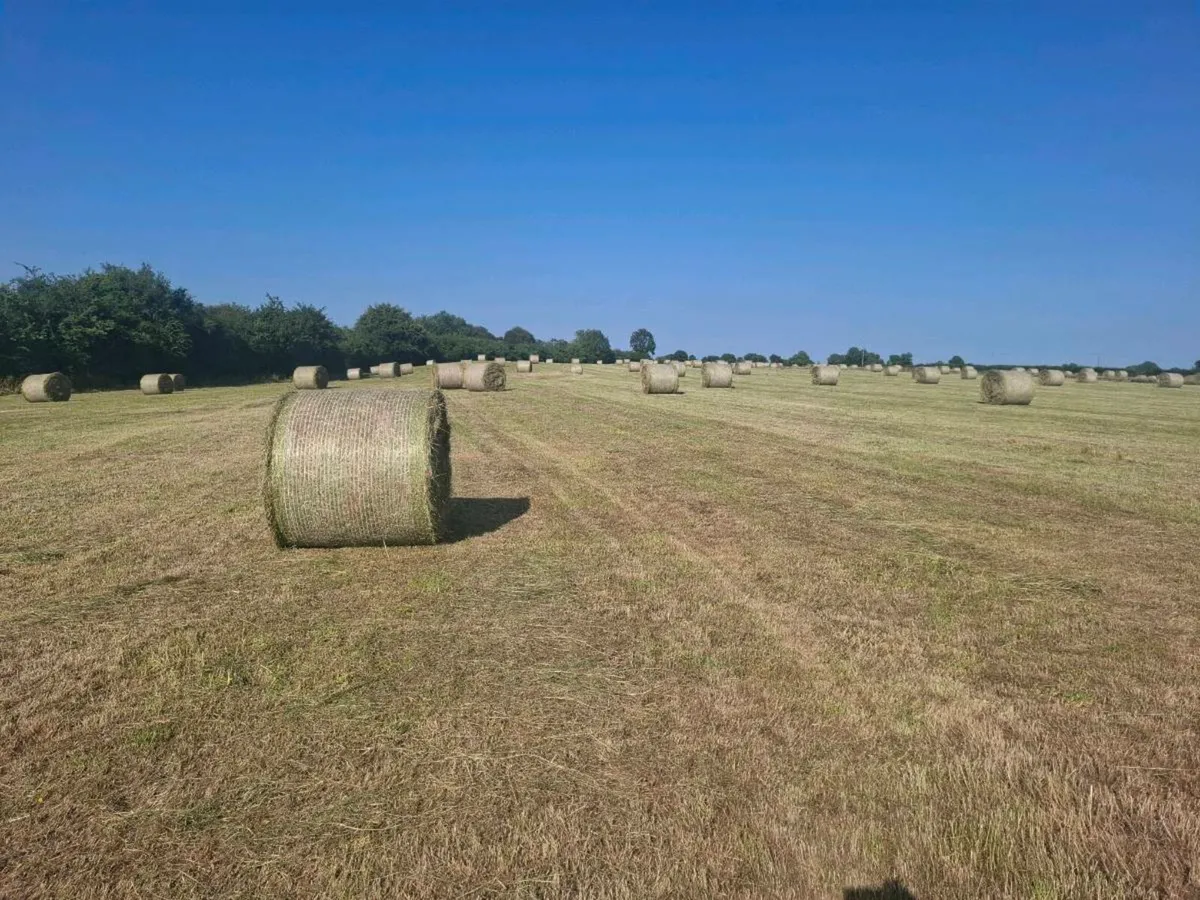 Hay - Image 4