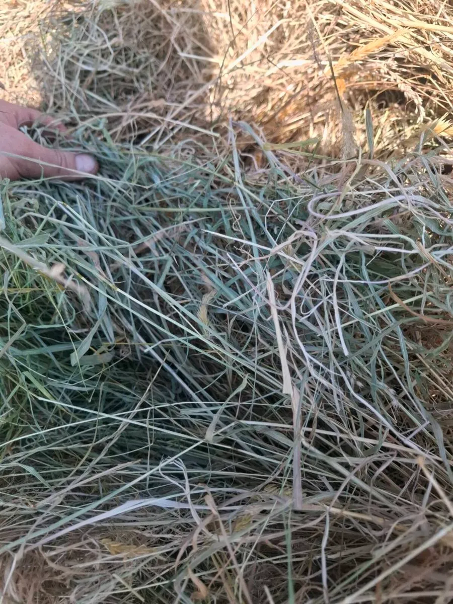 Hay - Image 1