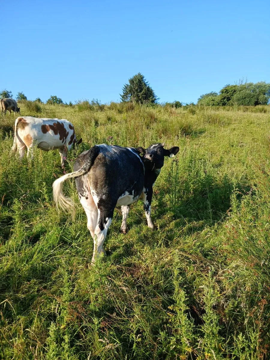 In calf heifers - Image 2